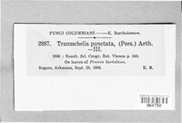 Tranzschelia discolor image